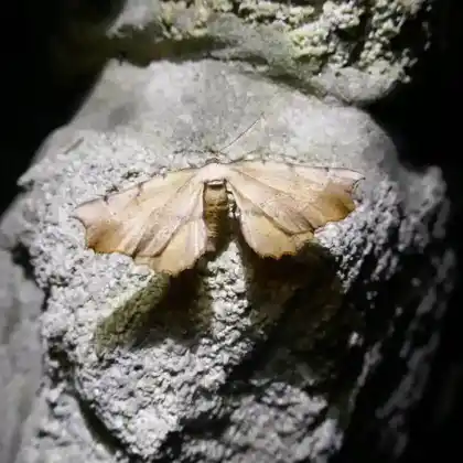 Foto von Pfaffenhütchen-Wellrandspanner (Artiora evonymaria)