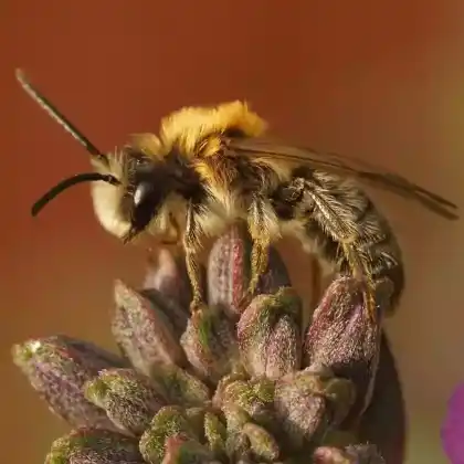 Foto von Rotbeinige Rippensandbiene (Andrena tibialis)
