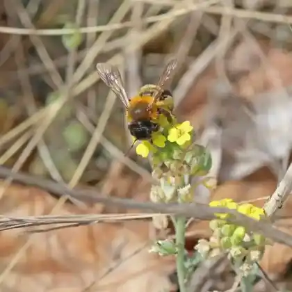 Foto von Steinkraut-Sandbiene (Andrena tscheki)