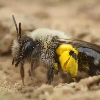 Foto von Große Weiden-Sandbiene (Andrena vaga)