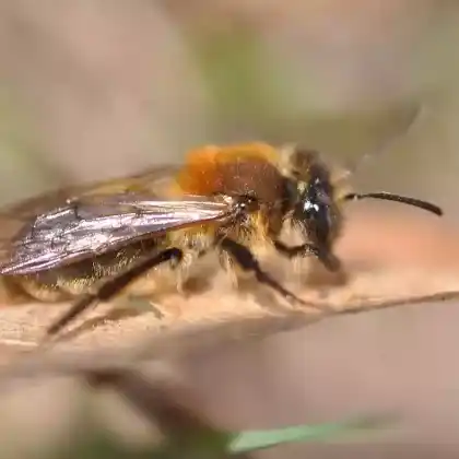Foto von Veränderliche Lockensandbiene (Andrena varians)
