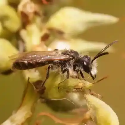 Foto von Rotbauch-Sandbiene (Andrena ventralis)
