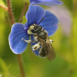 Blaue Ehrenpreis-Sandbiene