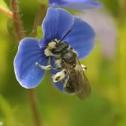 Foto von Blaue Ehrenpreis-Sandbiene (Andrena viridescens)