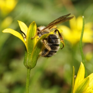 Grobpunktierte Kleesandbiene