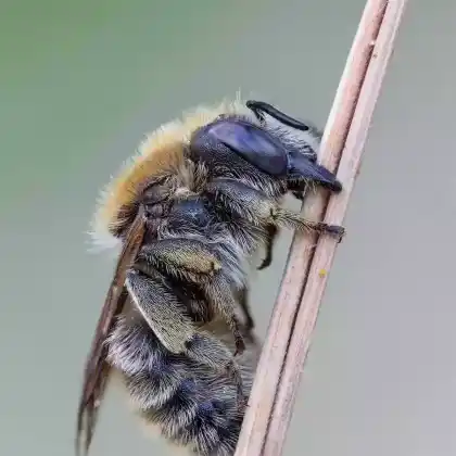 Foto von Große Harzbiene (Anthidium byssinum)