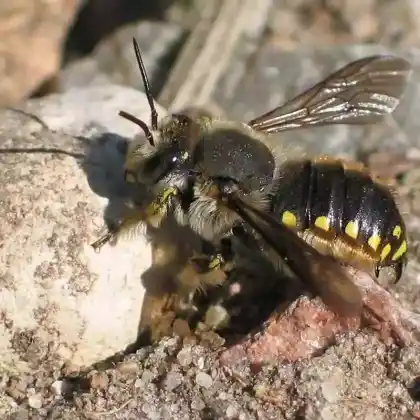 Foto von Garten-Wollbiene (Anthidium manicatum)