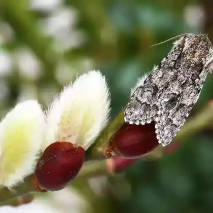 Foto von Buschheiden-Rindeneule (Acronicta auricoma)