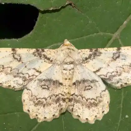 Foto von Großer Augenspanner (Ascotis selenaria)