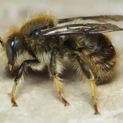 Foto von Berg-Wollbiene (Anthidium montanum)