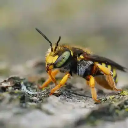 Foto von Felsspalten-Wollbiene (Anthidium oblongatum)