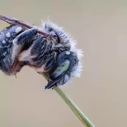 Foto von Weißfleckige Wollbiene (Anthidium punctatum)