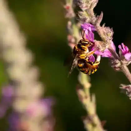 Foto von Siebendornige Wollbiene (Anthidium septemspinosum)
