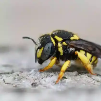 Foto von Kleine Harzbiene (Anthidium strigatum)