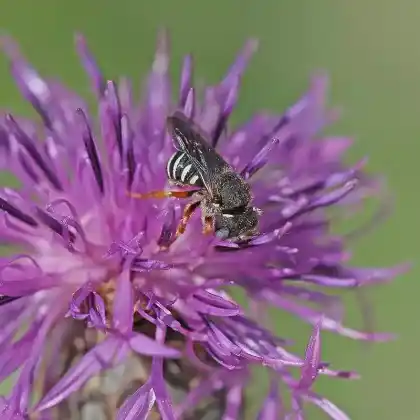 Foto von Salzsteppen-Zwergwollbiene (Anthidium tenellum)