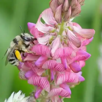 Foto von Gebänderte Pelzbiene (Anthophora aestivalis)