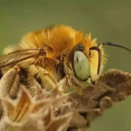 Foto von Dünen-Pelzbiene (Anthophora bimaculata)