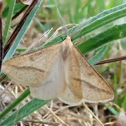 Foto von Trockenrasen-Gelbspanner (Aspitates gilvaria)