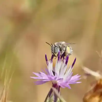 Foto von Große Pelzbiene (Anthophora fulvitarsis)