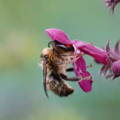 Foto von Wald-Pelzbiene (Anthophora furcata)