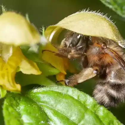 Foto von Frühlings-Pelzbiene (Anthophora plumipes)