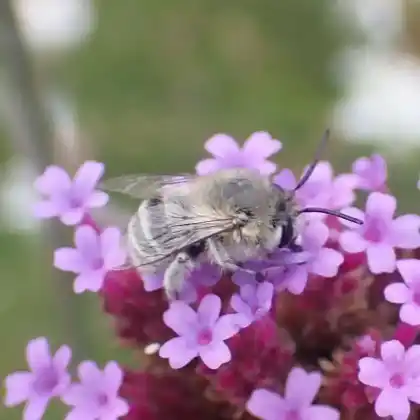 Foto von Filzige Pelzbiene (Anthophora pubescens)