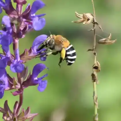 Foto von  (Anthophora quadrifasciata)