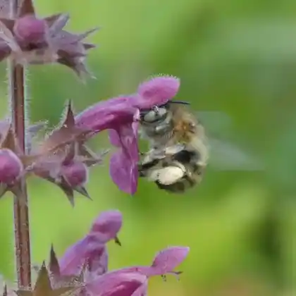 Foto von Vierfleck-Pelzbiene (Anthophora quadrimaculata)