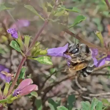 Foto von Rotbürstige Pelzbiene (Anthophora retusa)
