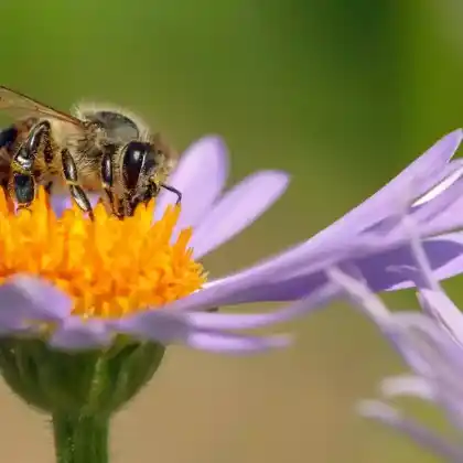 Foto von Westliche Honigbiene (Apis mellifera)