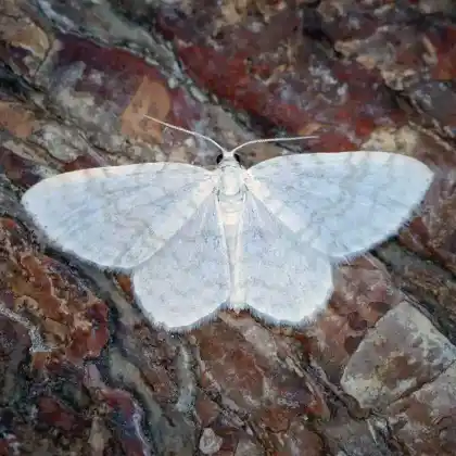 Foto von Weißer Blütenspanner (Asthena albulata)