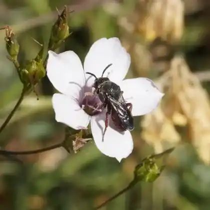Foto von Kurzfühler-Kraftbiene (Biastes brevicornis)