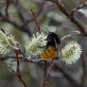 Alpenhummel