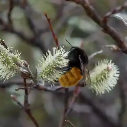 Foto von Alpenhummel (Bombus alpinus)