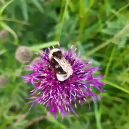 Foto von Bärtige Kuckuckshummel (Bombus barbutellus)
