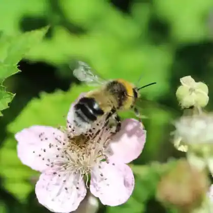 Foto von Böhmische Kuckuckshummel (Bombus bohemicus)