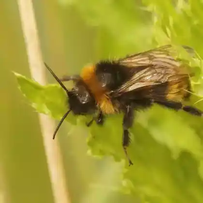 Foto von Feld-Kuckuckshummel (Bombus campestris)