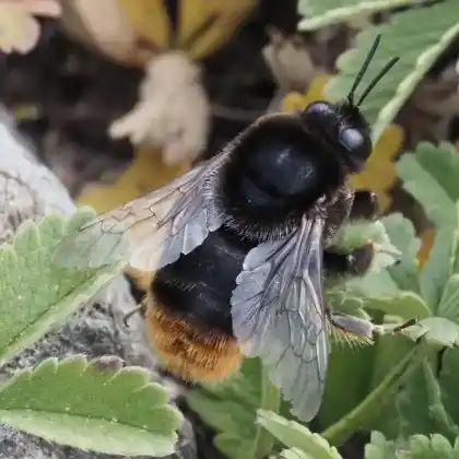 Foto von Samthummel (Bombus confusus)