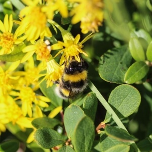 Heide-Erdhummel