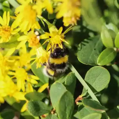 Foto von Heide-Erdhummel (Bombus cryptarum)