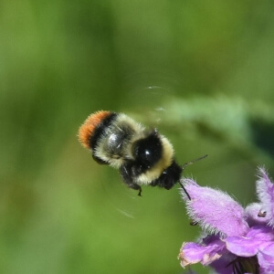 Marschhummel