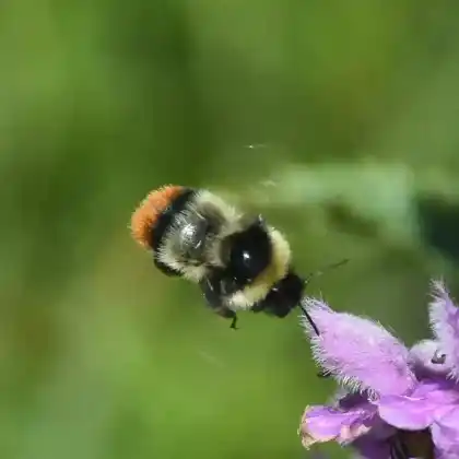 Foto von Marschhummel (Bombus cullumanus)