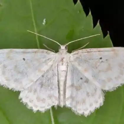 Foto von Hartriegelspanner (Asthena anseraria)