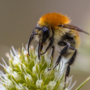 Deichhummel