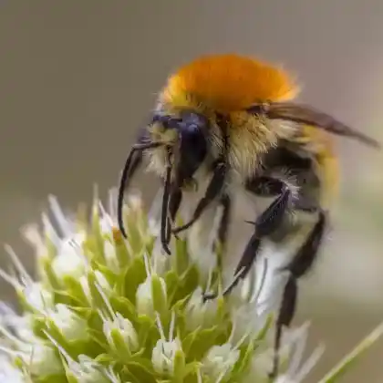 Foto von Deichhummel (Bombus distinguendus)