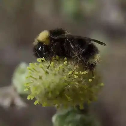 Foto von Gelbliche Kuckuckshummel (Bombus flavidus)