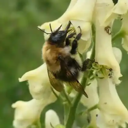 Foto von Eisenhut-Hummel (Bombus gerstaeckeri)