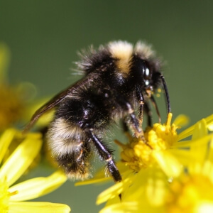 Gartenhummel