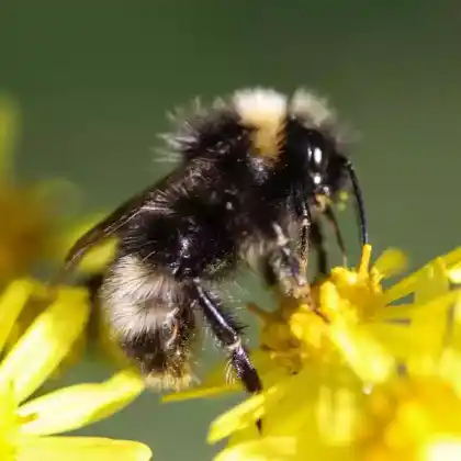 Foto von Gartenhummel (Bombus hortorum)