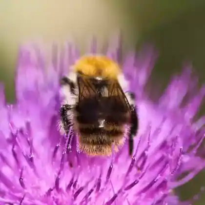 Foto von Veränderliche Hummel (Bombus humilis)